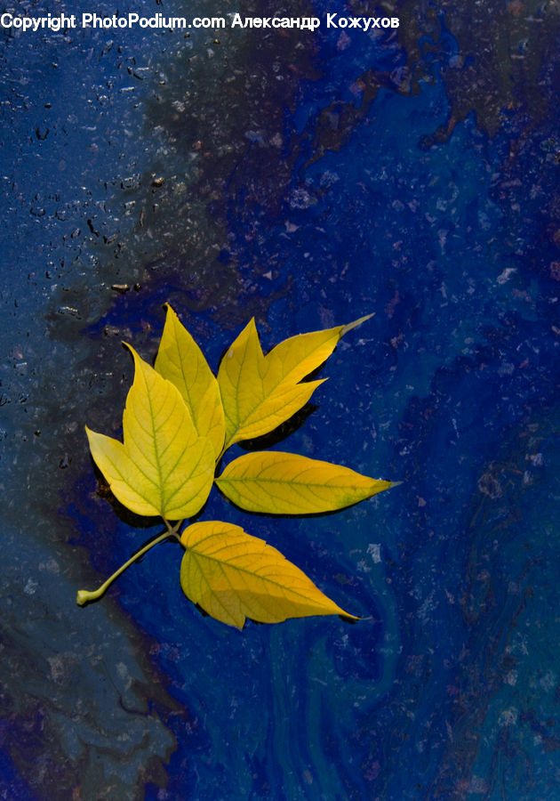 Maple, Maple Leaf, Plant, Coral Reef, Outdoors, Reef, Sea