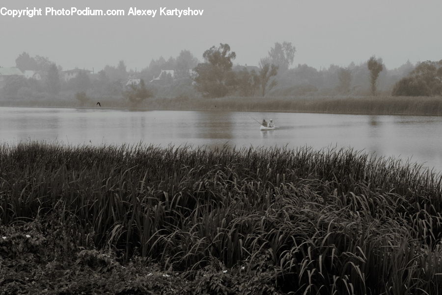 Grass, Plant, Reed, Land, Marsh, Outdoors, Swamp