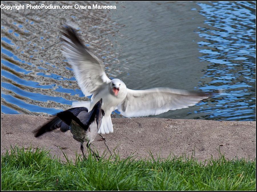 Bird, Seagull, Dove, Pigeon, Crane Bird, Heron, Booby