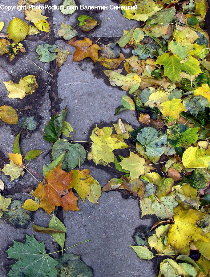 Ivy, Plant, Vine, Maple, Maple Leaf, Pavement, Squash