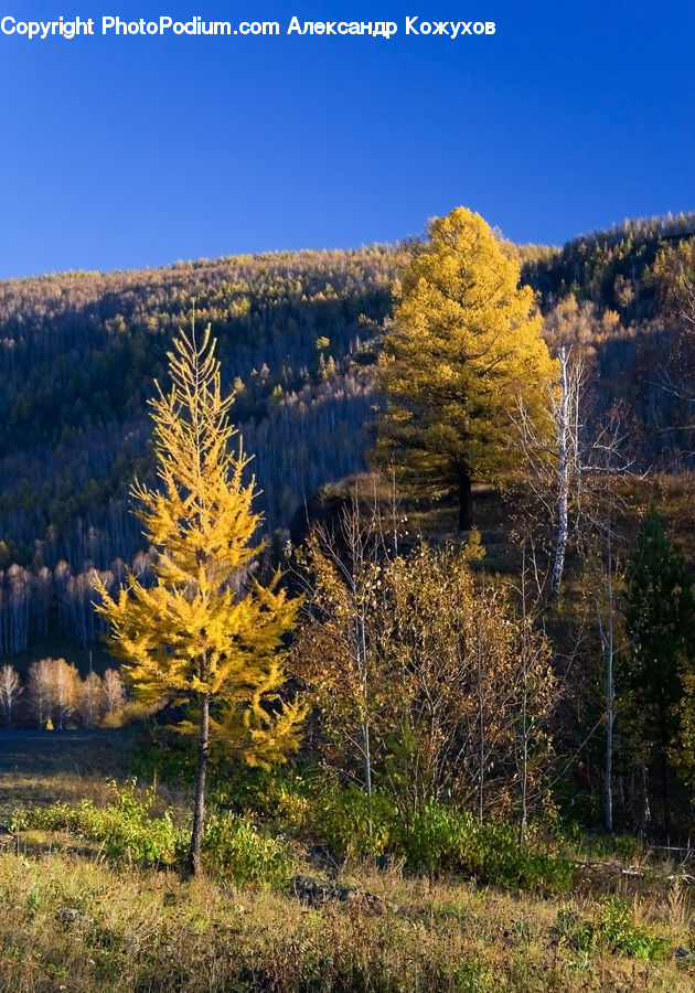 Conifer, Larch, Tree, Wood, Fir, Plant, Forest