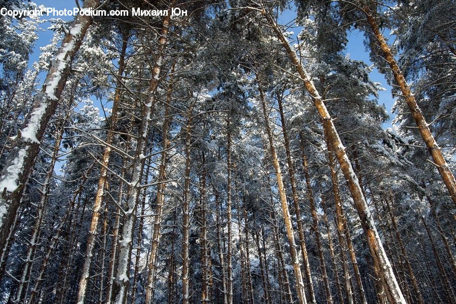 Birch, Tree, Wood, Forest, Vegetation, Conifer, Fir