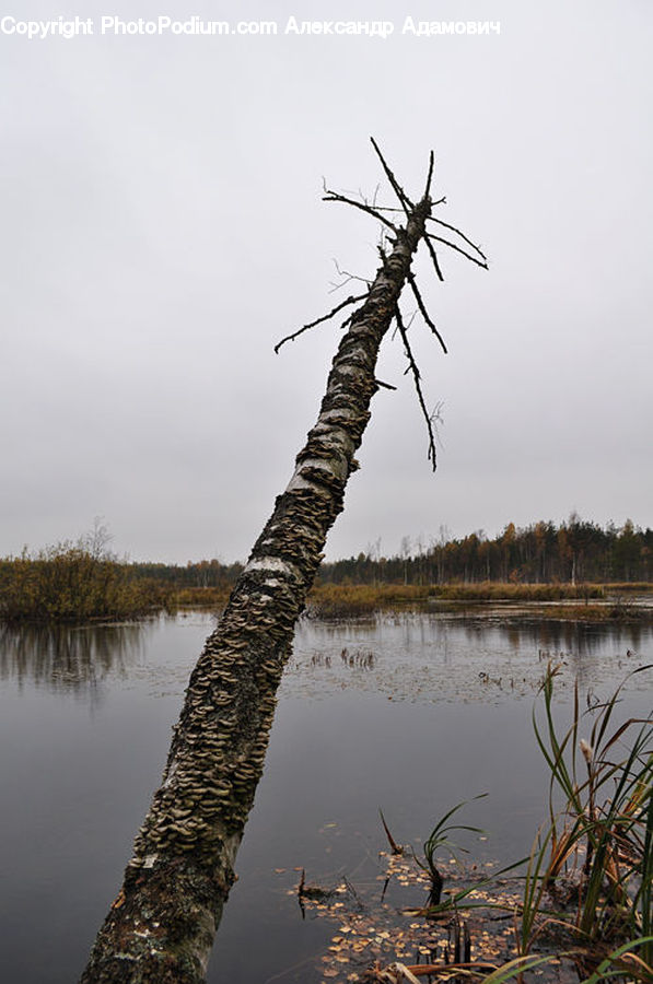 Land, Marsh, Outdoors, Swamp, Water, Grass, Plant