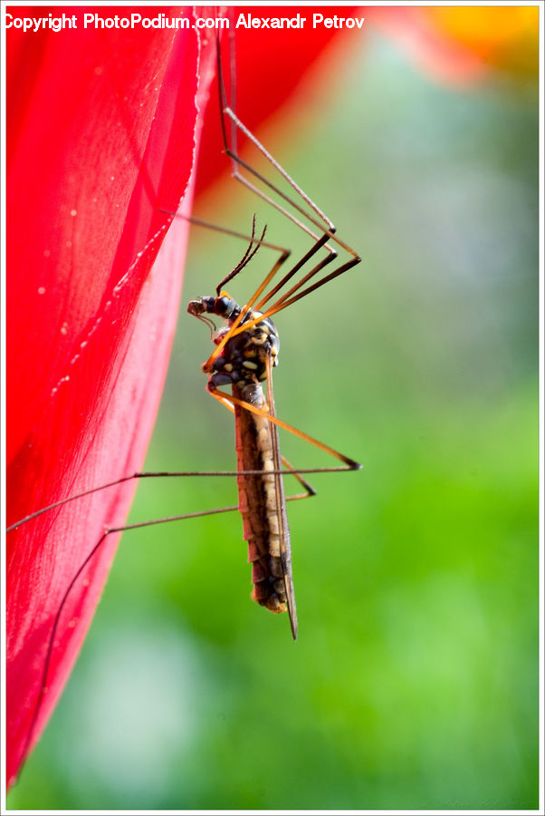 Insect, Invertebrate, Mosquito, Anisoptera, Dragonfly, Cricket Insect, Grasshopper