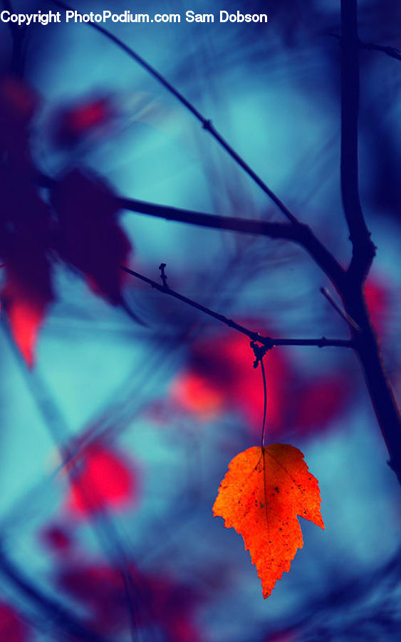 Maple, Maple Leaf, Plant, Veins, Tree, Wood, Cosmos