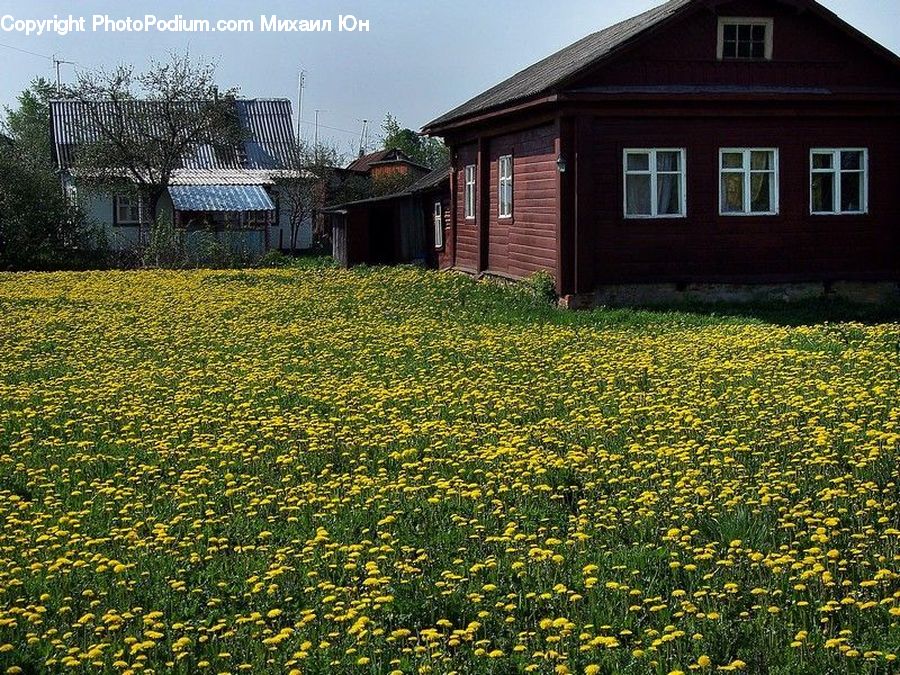 Building, Cottage, Housing, Field, Grass, Grassland, Plant