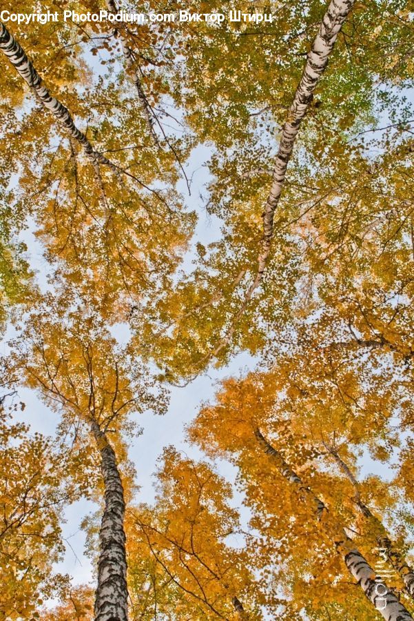 Birch, Tree, Wood, Forest, Vegetation, Plant, Conifer