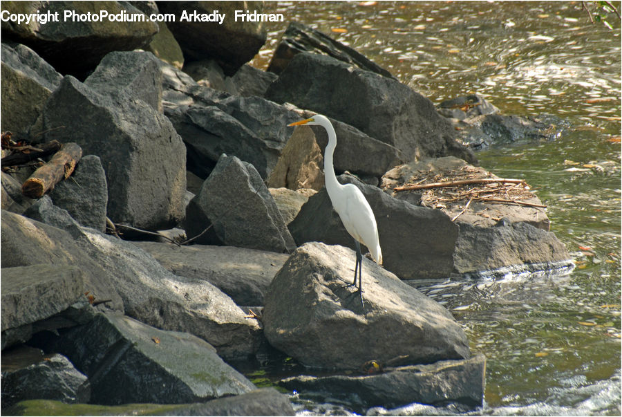 Bird, Booby, Ardeidae, Rock, Rubble, Crane Bird, Egret