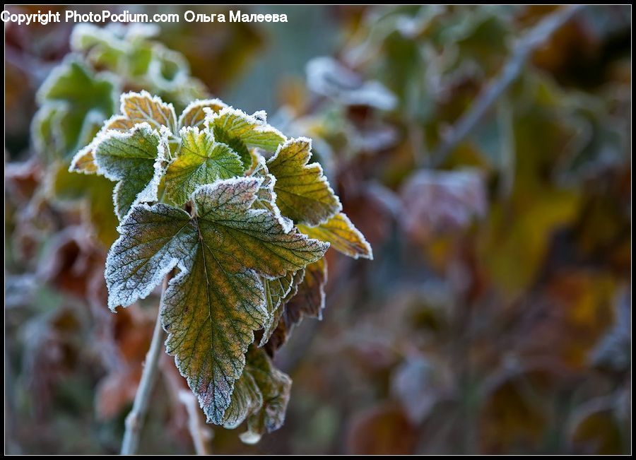 Frost, Ice, Outdoors, Snow, Ivy, Plant, Vine