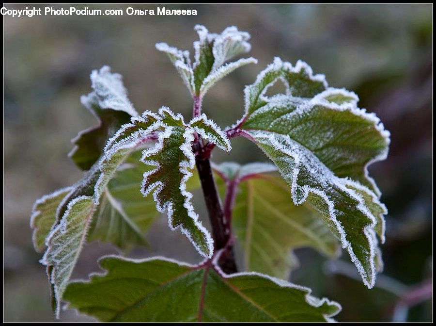 Frost, Ice, Outdoors, Snow, Plant, Ball, Sphere