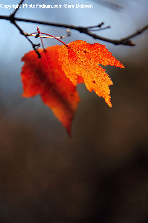 Maple, Maple Leaf, Plant, Tree, Wood, Vine, Blossom