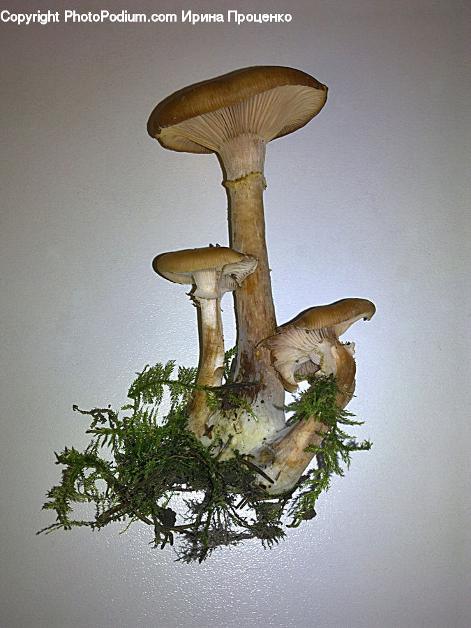 Agaric, Amanita, Fungus, Mushroom, Plant, Ornament, Cushion