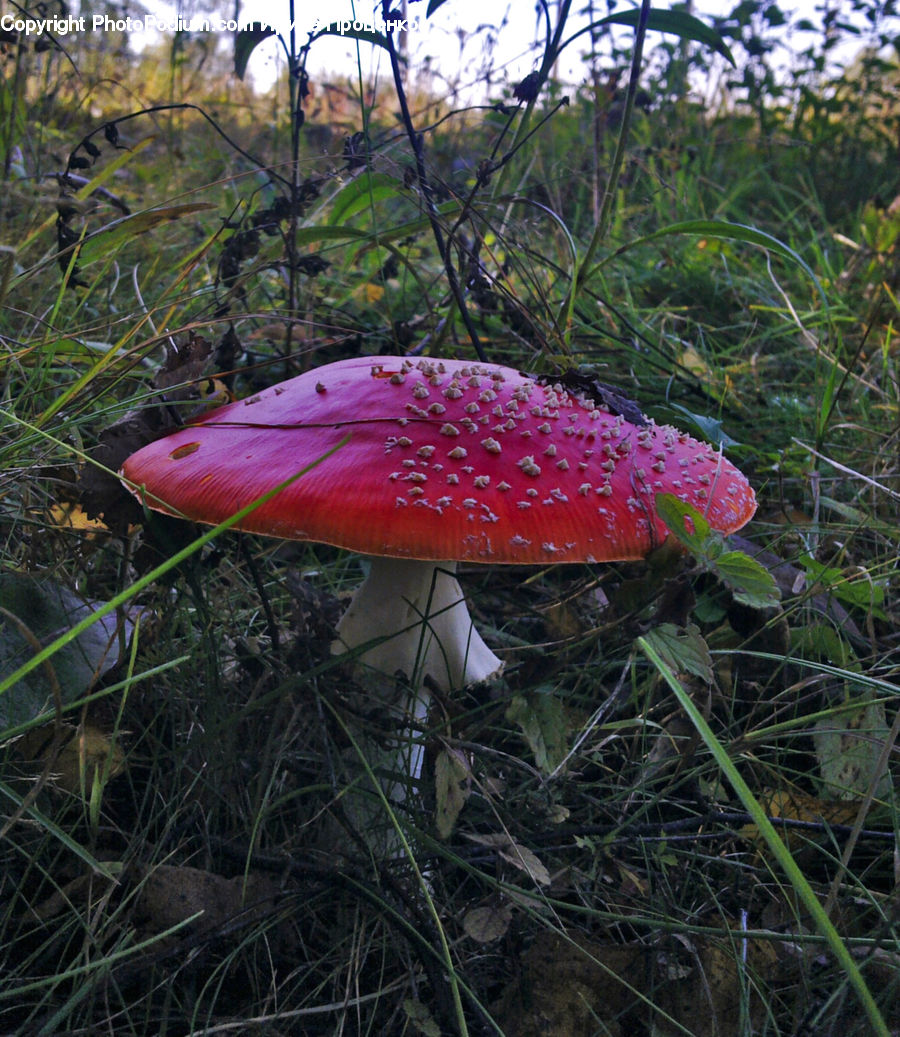 Agaric, Amanita, Fungus, Mushroom, Plant