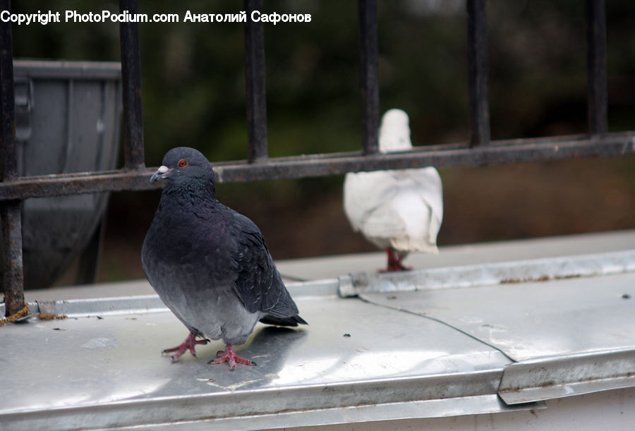 Bird, Pigeon, Dove, Lab
