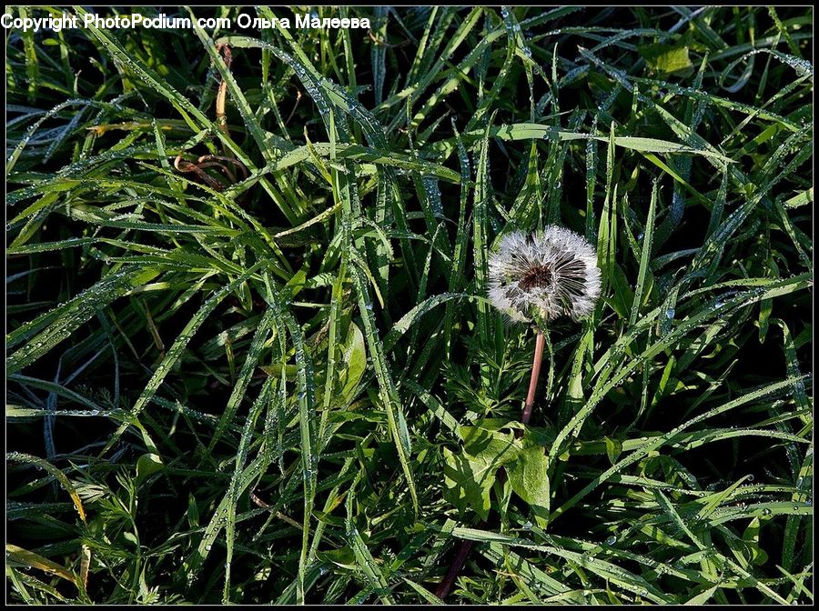 Dandelion, Flower, Plant, Conifer, Fir, Tree, Blossom