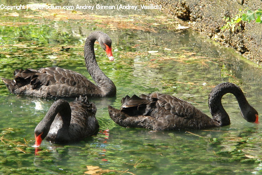 Bird, Black Swan, Swan, Waterfowl, Flamingo, Flock, Land