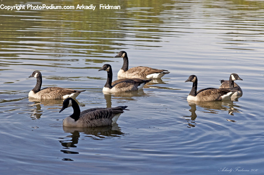 Bird, Goose, Waterfowl, Outdoors, Ripple, Water, Anseriformes