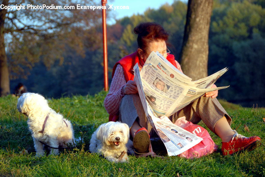 People, Person, Human, Reading, Animal, Canine, Dog