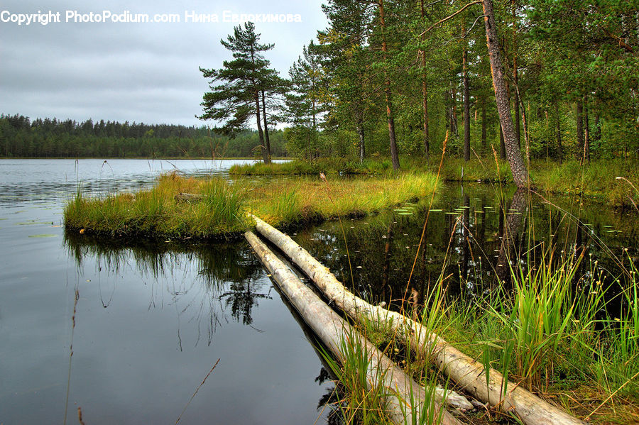 Land, Marsh, Outdoors, Swamp, Water, Forest, Jungle