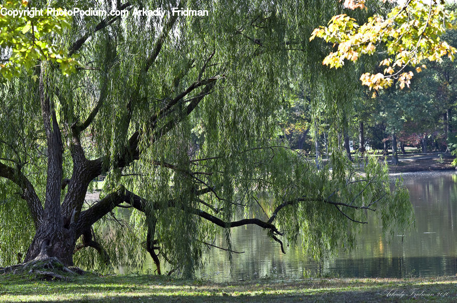 Outdoors, Pond, Water, Plant, Tree, Willow, Blossom