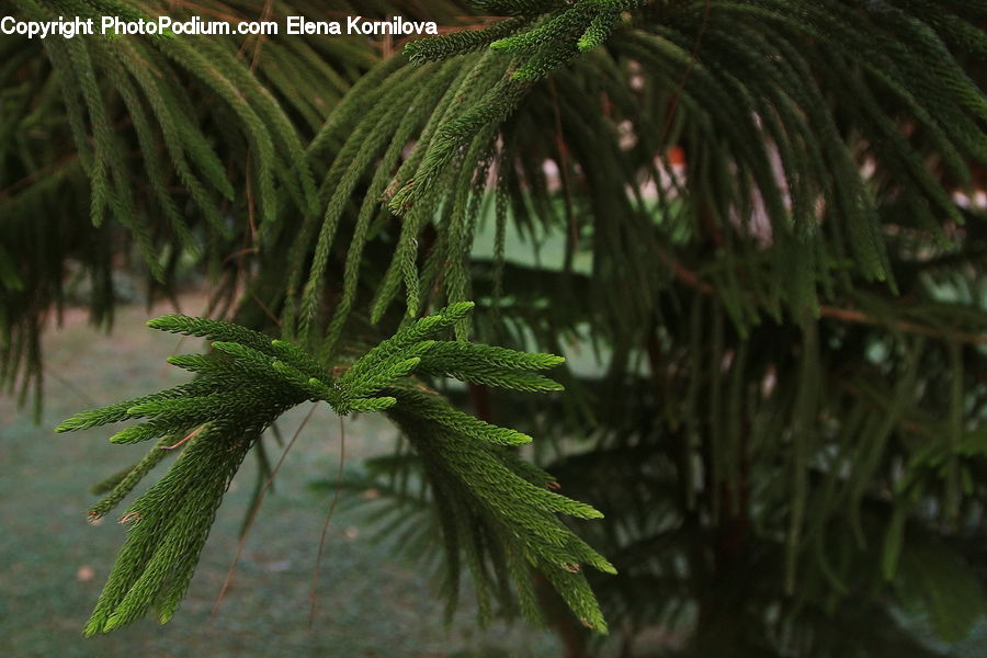 Fern, Plant, Conifer, Fir, Tree, Potted Plant, Algae