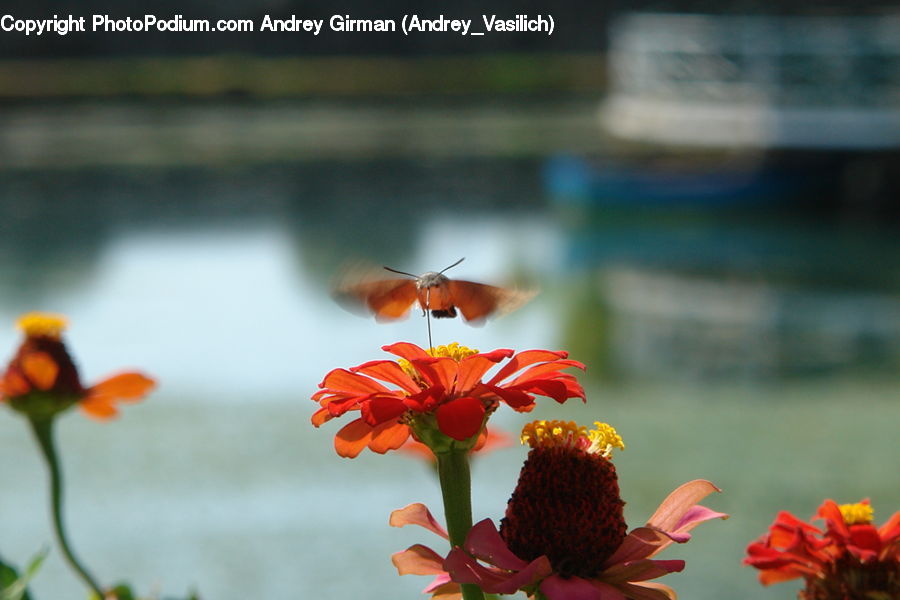 Flower, Flower Arrangement, Flower Bouquet, Cosmos, Bee, Insect, Invertebrate