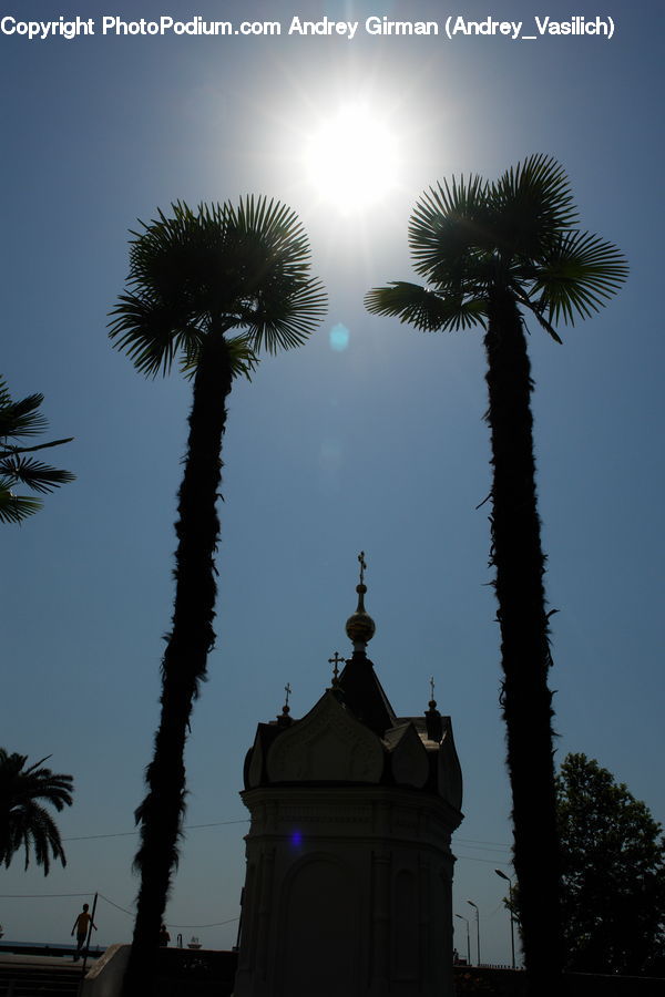 Palm Tree, Plant, Tree, Architecture, Cathedral, Church, Worship