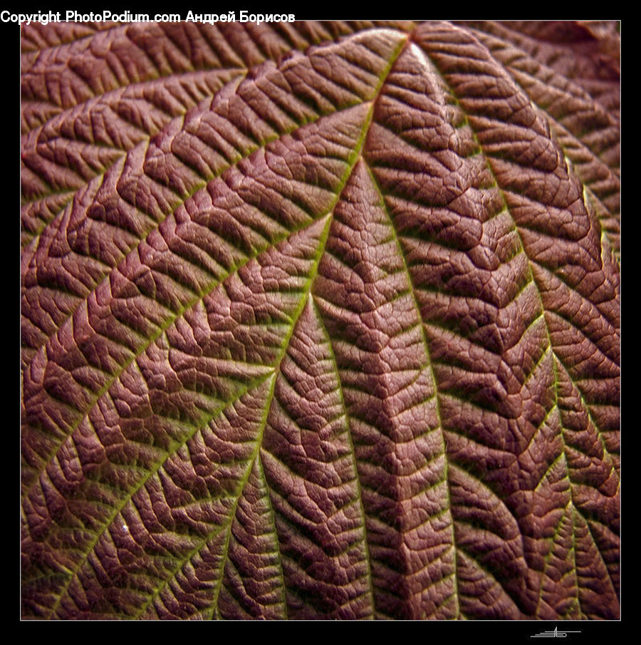 Cushion, Home Decor, Pillow, Fern, Plant, Leaf, Blossom