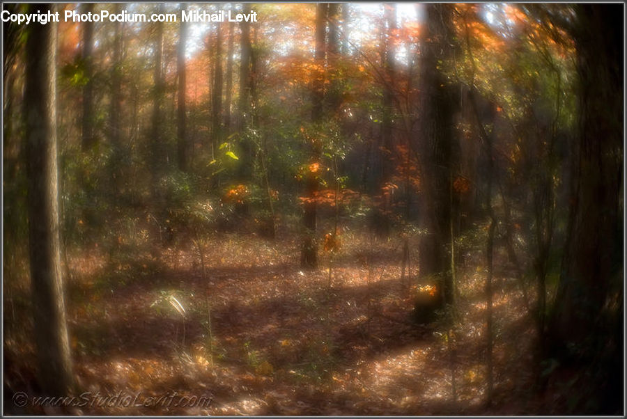 Forest, Vegetation, Flare, Light, Sunlight, Dirt Road, Gravel