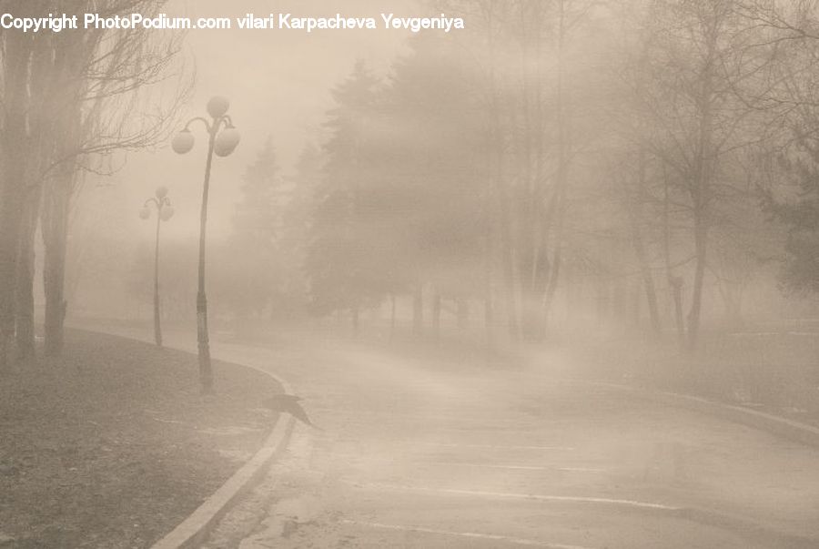 Fog, Road