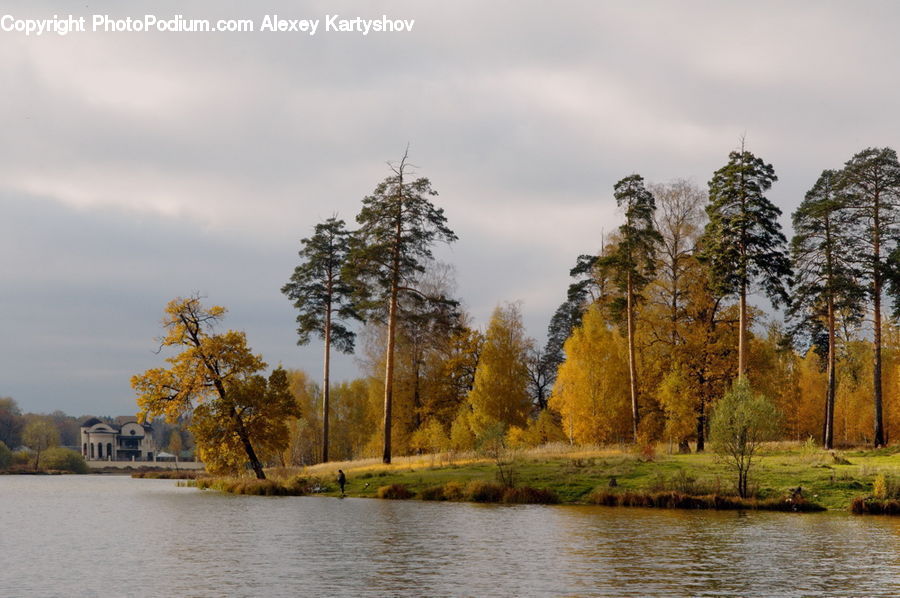 Conifer, Larch, Tree, Wood, Fir, Pine, Plant