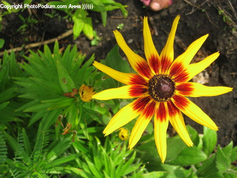 Asteraceae, Blossom, Flora, Flower, Plant, Treasure Flower, Fern