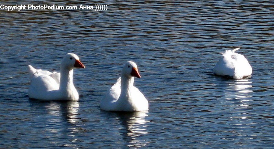 Bird, Waterfowl, Swan, Goose, Albatross, Seagull, Pelican