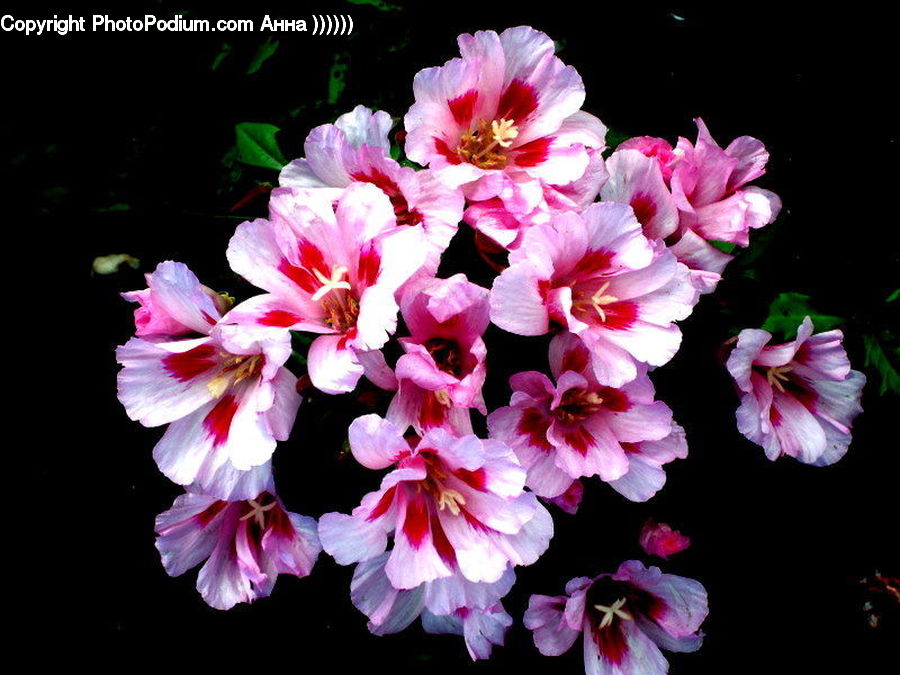 Blossom, Flora, Flower, Plant, Geranium, Petal, Carnation