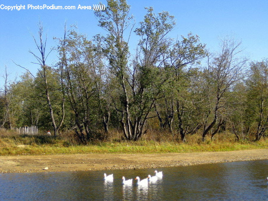 Land, Marsh, Outdoors, Swamp, Water, Field, Grass