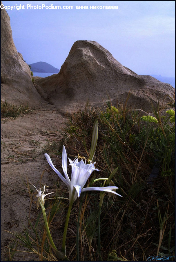 Amaryllidaceae, Blossom, Flower, Plant, Vegetation, Crocus, Flora