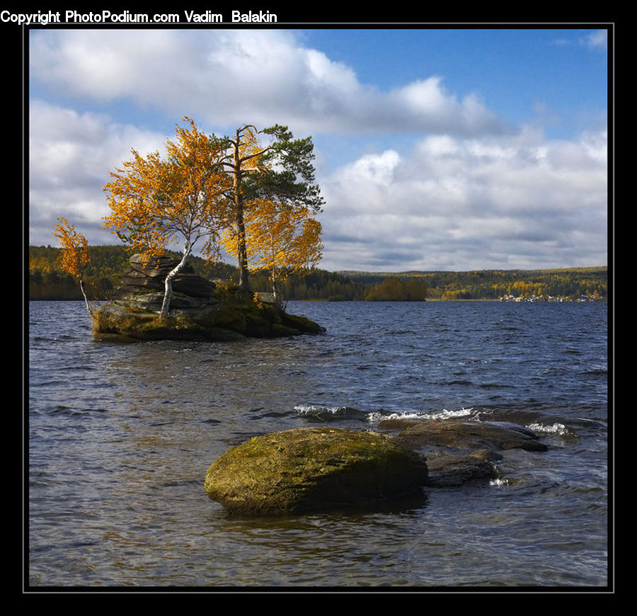 Birch, Tree, Wood, Plant, Water, Outdoors, Sea