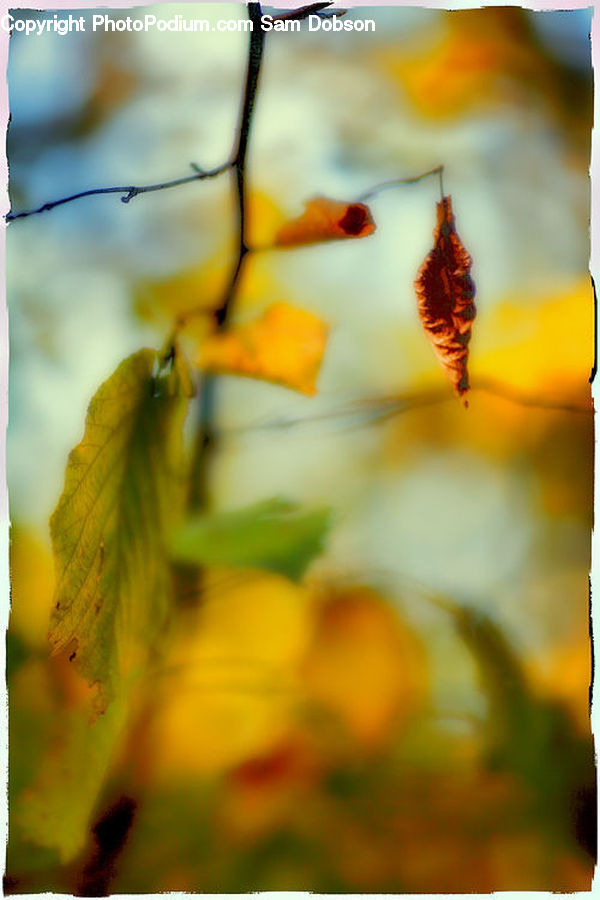 Blossom, Flora, Flower, Plant, Birch, Tree, Wood