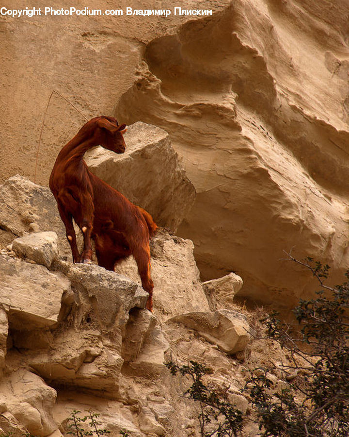 Rubble, Animal, Colt Horse, Foal, Horse, Mammal