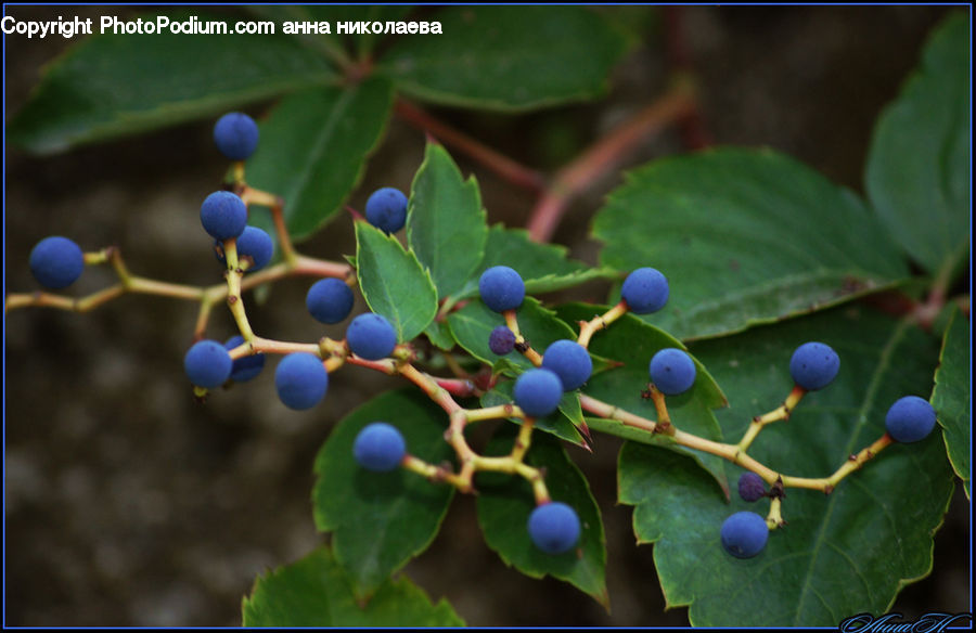 Blueberry, Fruit, Grapes, Plant, Vine, Leaf, Cherry