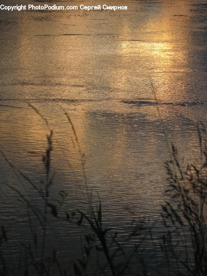 Outdoors, Ripple, Water, Land, Marsh, Pond, Swamp