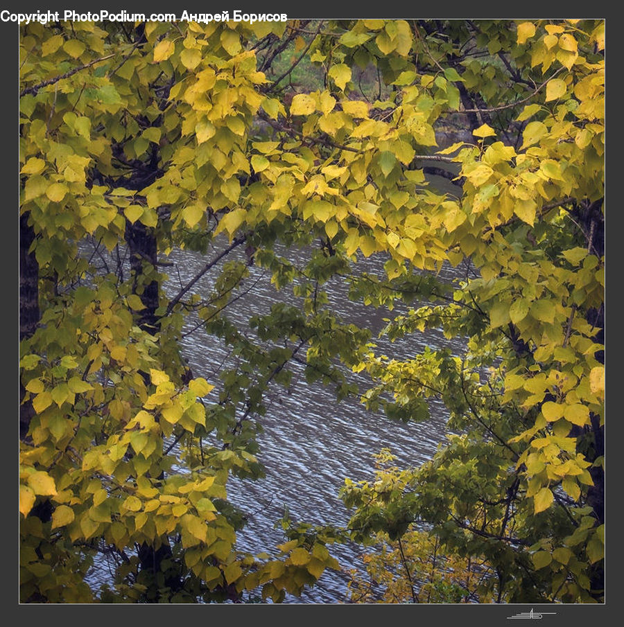 Plant, Vine, Oak, Sycamore, Tree, Tree Trunk, Wood