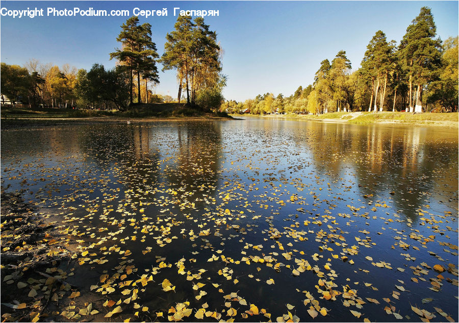 Lake, Outdoors, Water, Blossom, Flora, Flower, Plant