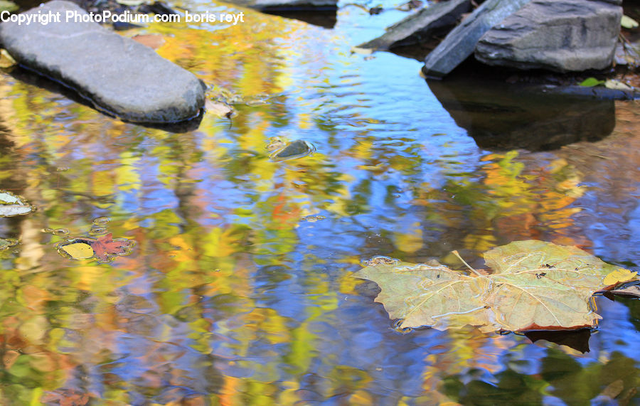 Water, Rock, Maple, Maple Leaf, Plant, Land, Marsh