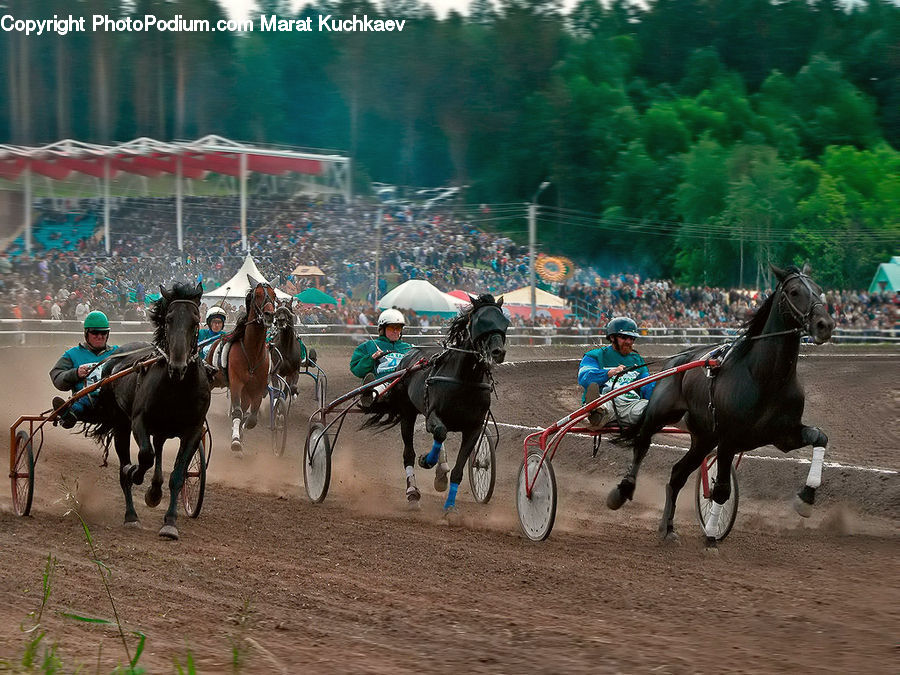 Animal, Horse, Mammal, Crowd, Equestrian, Person, Bicycle