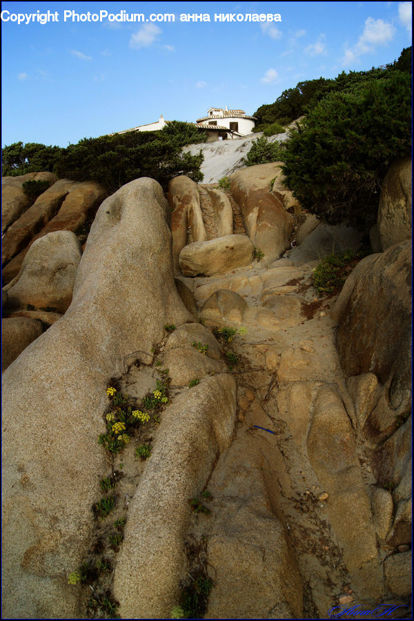 Plant, Potted Plant, Ancient Egypt, Ruins, Cliff, Outdoors, Rock