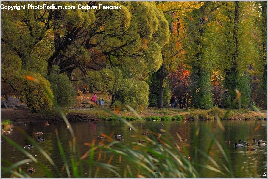 Outdoors, Pond, Water, Plant, Tree, Willow, Blossom