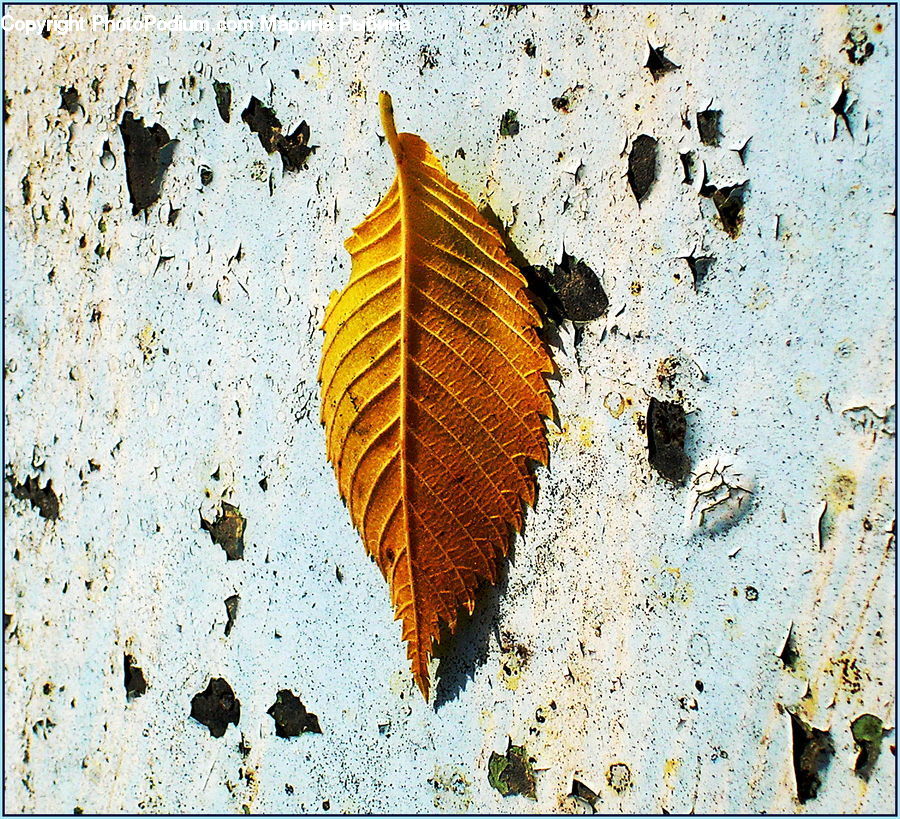 Butterfly, Insect, Invertebrate, Cockroach, Soil, Maple, Maple Leaf