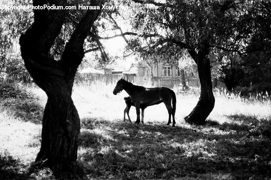 Animal, Colt Horse, Horse, Plant, Tree, Oak, Wood