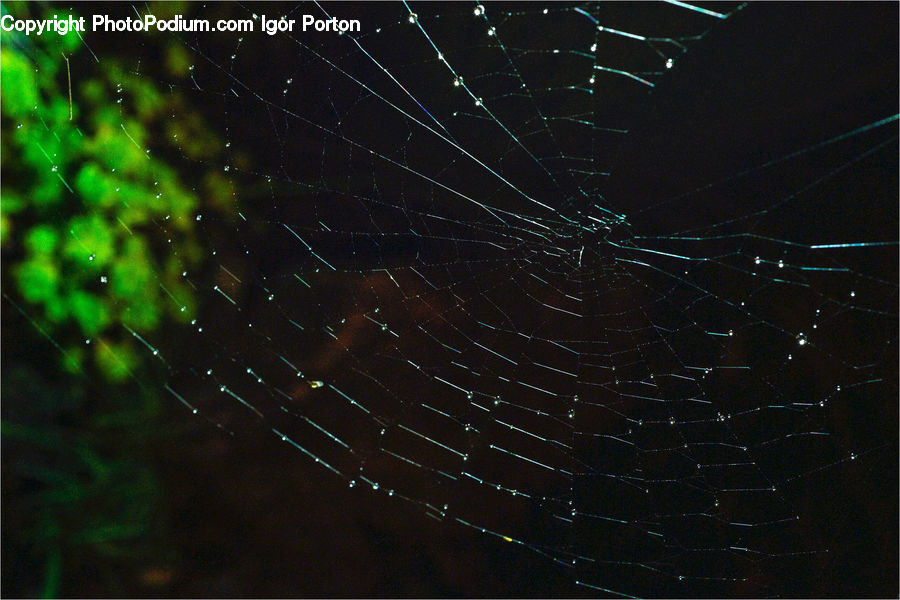 Arachnid, Garden Spider, Insect, Invertebrate, Spider, Spider Web